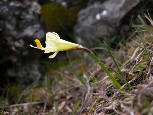 Ca�adas de Abajo (Nerpio-Albacete)