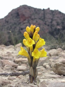 El Puntarr�n (Murcia)