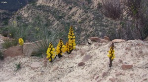 El Puntarr�n (Murcia)