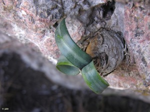 Umbr�a de los Lages (Algezares) 