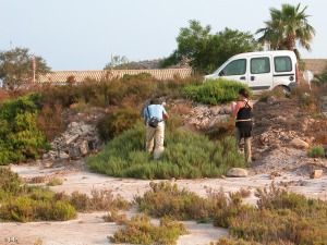 Calarreona (�guilas)