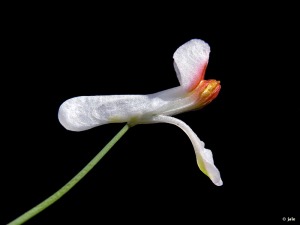 Umbr�a de los Lages (Algezares)