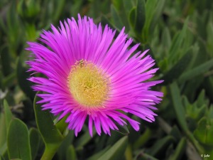 Espacio ajardinado del Pabell�n Docente Universitario de El Palmar
