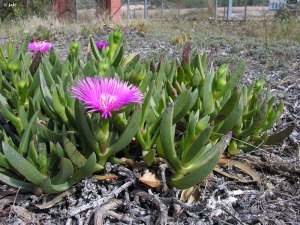 Espacio ajardinado del Pabell�n Docente Universitario de El Palmar
