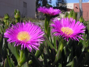 Espacio ajardinado del Pabell�n Docente de El Palmar