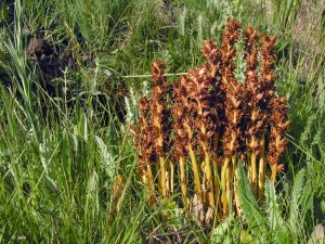 Fuente Mellinas (Moratalla)