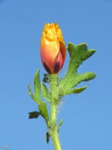 Campos de Ca�ada de la Cruz (Caravaca)