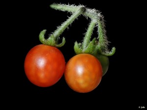 El Ca�arico (Alhama de Murcia)