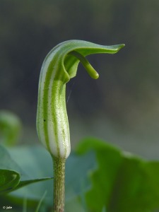 La Fuensanta (El Valle)