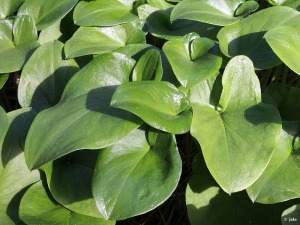 �rea recreativa "Los P�jaros" (El Valle)