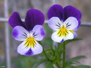 Cultivado en macetas del Calar de la Santa (Moratalla)