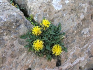 Pe�as Blancas (Cartagena)