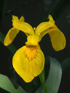 Salto de la Novia (Oj�s)