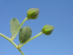 Camino del Mor�n (Albudeite)