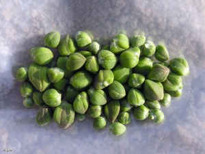 Camino del Mor�n (Albudeite)