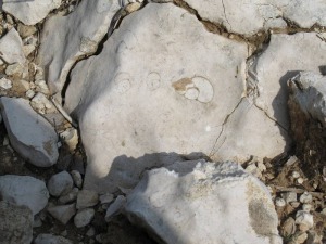 Gasterpodos en calizas marino lagunares del Oligoceno, tienen entre  23 y 28 Ma. [Hondares]