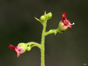 Castillo de �guilas