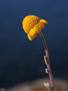 La Azoh�a (Cartagena)