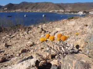 La Azoh�a (Cartagena)