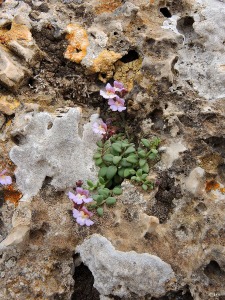 Castillo de �guilas