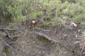 Las laderas norte del cerro no han sido afectadas por la cantera, y tienen abundante vegetacin y suelos bien conservados sobre margas.