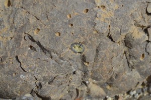 Lamproita vesicular de Calasparra, con un fragmento de peridotita de color verde rica en olivino, una dunita