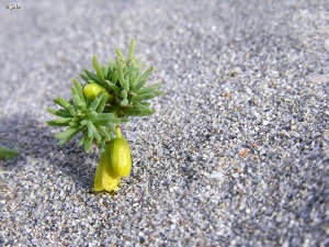 Veneziola (La Manga)