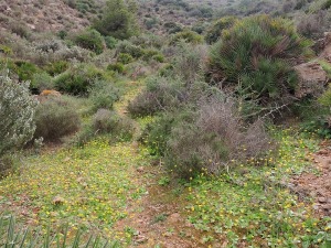 Cabezo Negro de las Jordanas (Parque Regional de Calblanque)