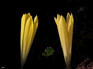 Collado Mangueta (Parque Regional de Sierra Espu�a)