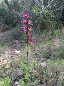 Atamar�a (Cartagena)