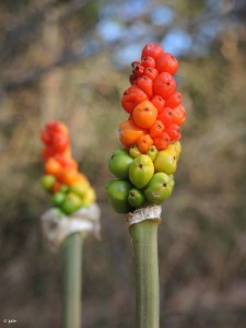Rambla del Cigarr�n (Murcia)
