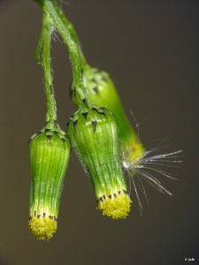 El Ca�arico (Alhama de Murcia)