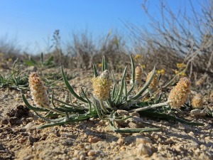 Alto de las Hermanillas (Mazarr�n)