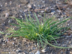 Campos de Tabernas (Almer�a)