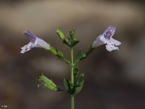 Rambla del Cigarr�n (Murcia)