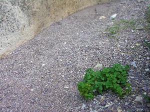 Rambla del Cigarr�n (Murcia)