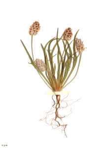 Alto de las Hermanillas (Mazarr�n)