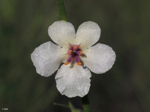 Ca�ada Real de Torreag�era (La Alberca)