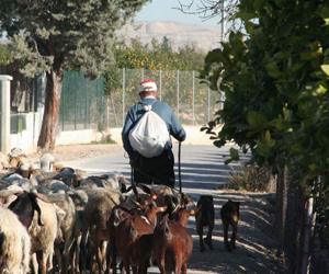 La vida en el campo