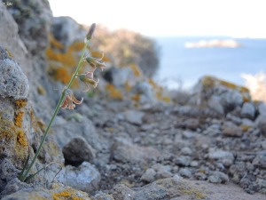Isla del Ciervo (Cartagena)