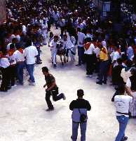 Fiestas de los Caballos del Vino (Caballos del Vino - Fiestas de la Stma. y Vera Cruz - Caravaca de la Cruz) 