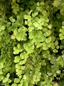 Fuente del Pozo-Ba�os de Mula