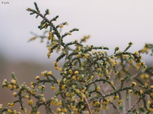 Matorrales frecuentados por el ganado sobre margas en los Ba�os de Mula