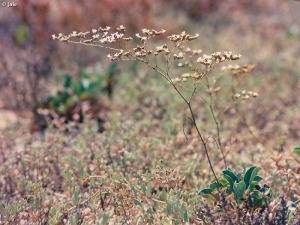 Limonium aff. cossonianum en La Marina del Carmol�