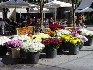 Flores t�picas del D�a de Todos los Santos. Mercadillos y plazas de la Regi�n