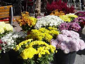 Flores t�picas del D�a de Todos los Santos. Mercadillos y plazas de la Regi�n