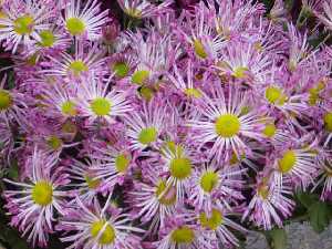 Flores t�picas del D�a de Todos los Santos. 