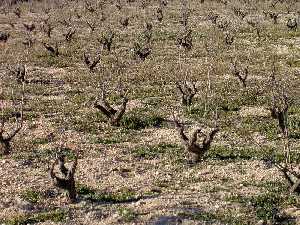 Vino - Vi�edo de Bullas