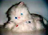 gato (Al pulsar se abrir� la foto en una nueva ventana.)