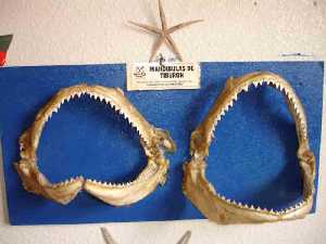  Mand�bulas de tibur�n [San Pedro del Pinatar_Museo del Mar]